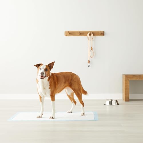 Amazon Basics Heavy Duty Dog and Puppy Pee Pads, 5-Layer Leak-Proof Ultra Absorbent, Quick-Dry Surface, Potty Training, Regular (24x23"), 50 Count, Blue & White