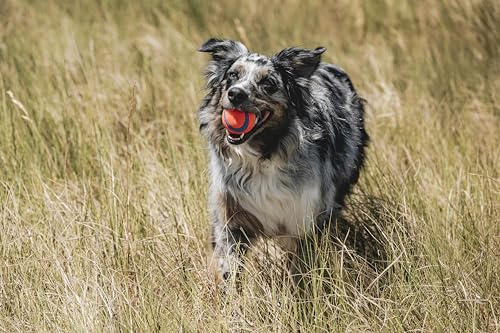 Chuckit! Ultra Ball Dog Toy - Medium Bouncy Fetch Balls For Dogs 20-60 lbs - Made from Durable Rubber - Floating Water Pet Toys - Size Medium - 2.5-inch Diameter - Pack of 2