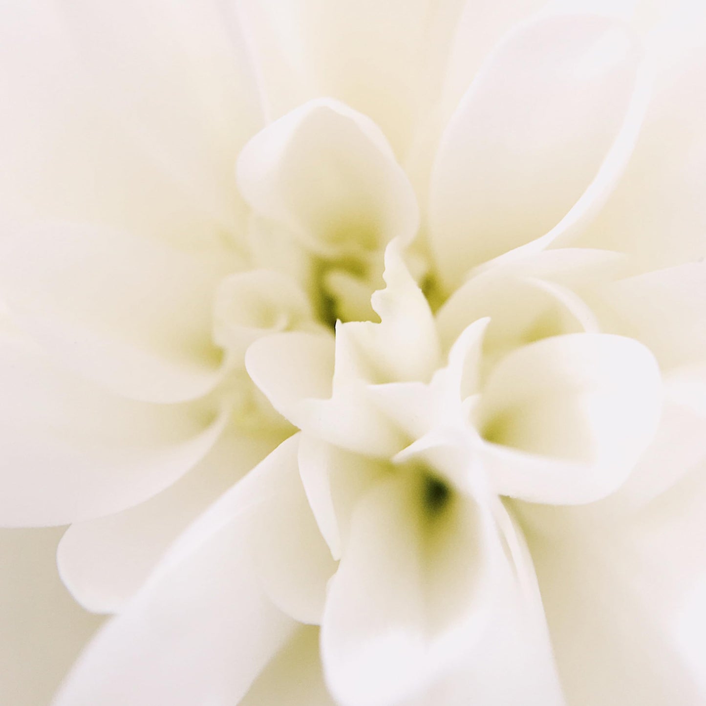 Le Monde Gourmand Pistachio Brûlée Eau de Parfum - 1 fl oz (30 ml) - Nutty, Vanilla Perfume Notes