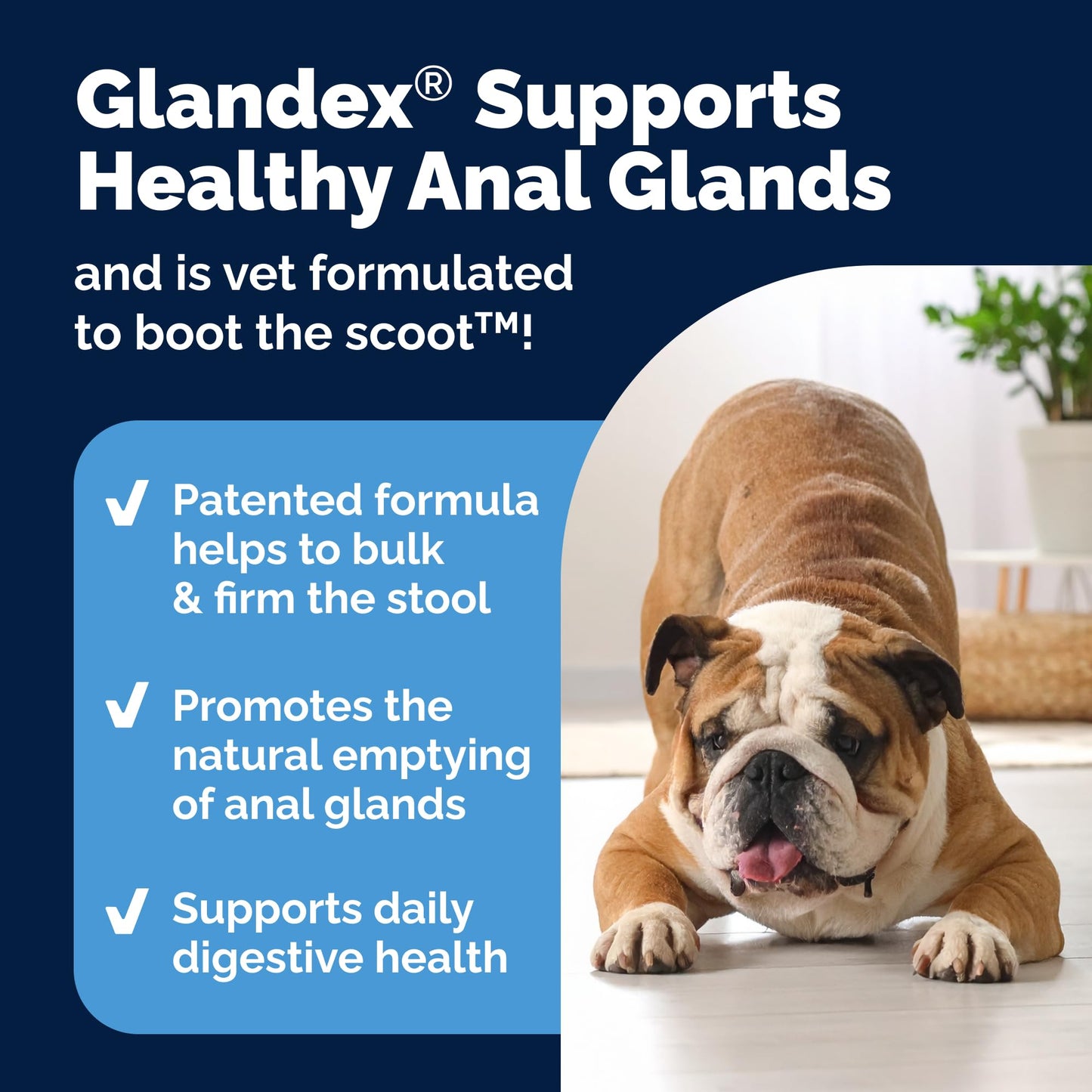 Vetnique Glandex Anal Gland Soft Chew Treats with Pumpkin for Dogs Digestive Enzymes, Probiotics Fiber Supplement for Dogs Boot The Scoot (Peanut Butter Chews, 60 Count)