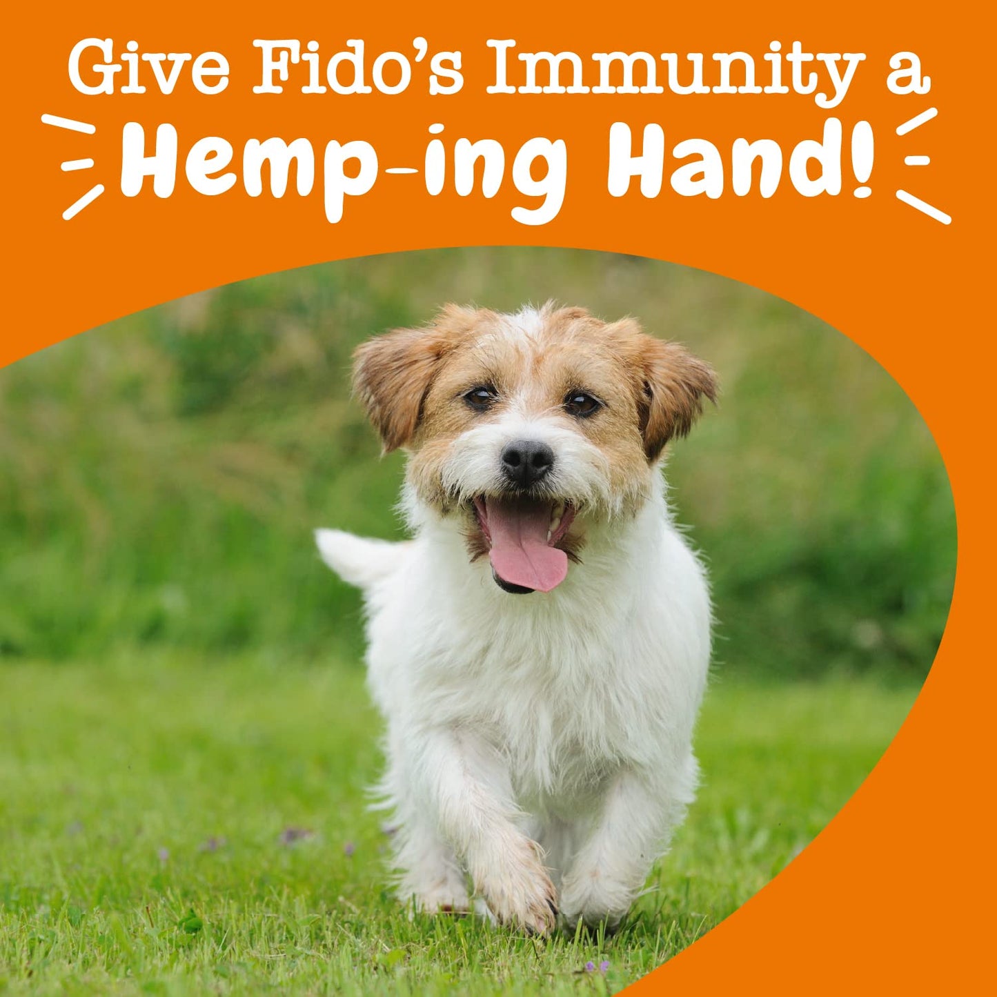 Zesty Paws Dog Allergy Relief- Dog Itching Skin Relief- Dog Probiotics for Itchy Skin and Itchy Ears- Dog Allergy Paw Relief- Dog Allergy Chews- Dog Itch Relief - Dog Skin Allergy Relief - Lamb - 90ct