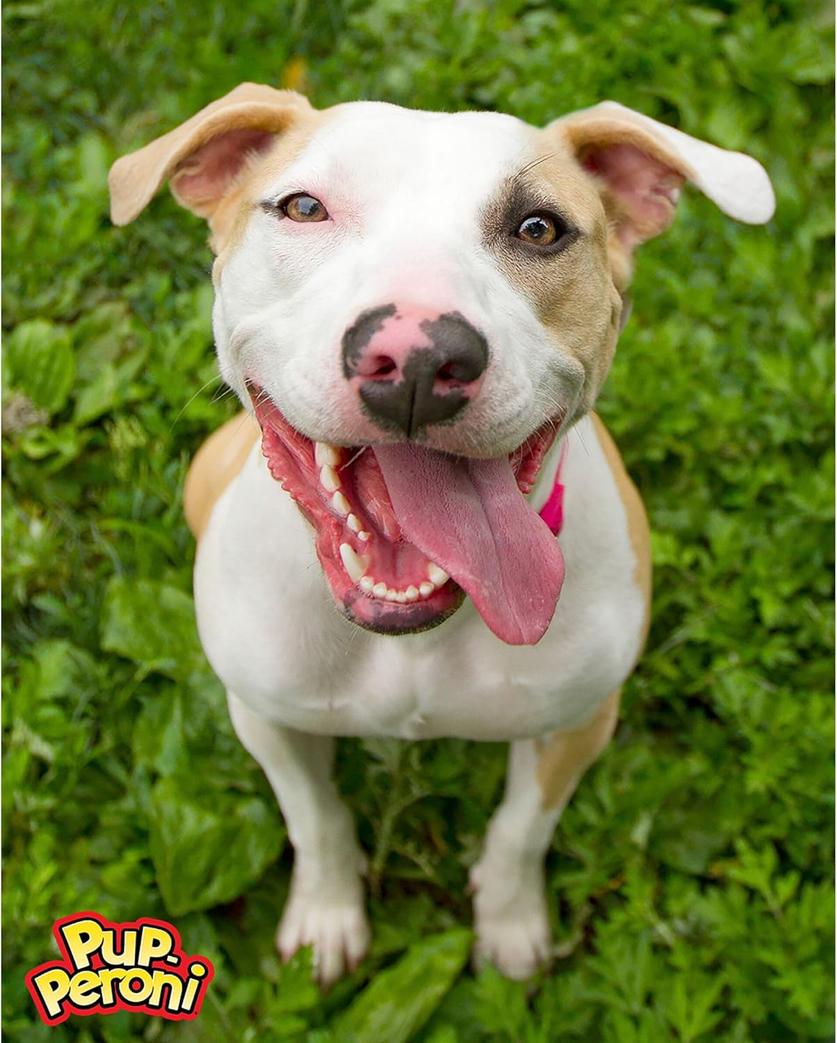 Pup-Peroni Dog Treats, Original Beef Flavor, 38 Ounce, Made with Real Beef