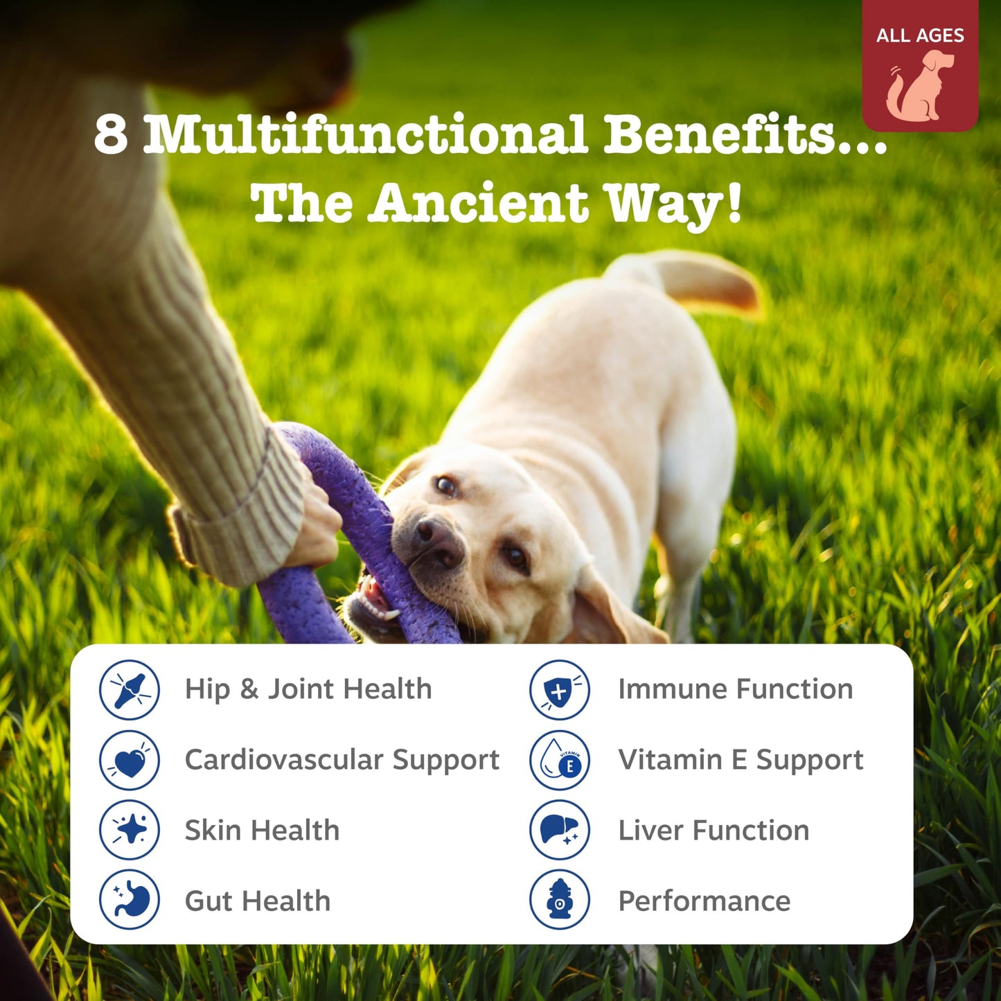 Zesty Paws Dog Multivitamin, Chewable Dog Vitamins and Supplements for Hip & Joints, Skin & Coat, Omega 3 Fish Oil for Dogs- Senior & Puppy Multivitamin- Chicken- 90ct