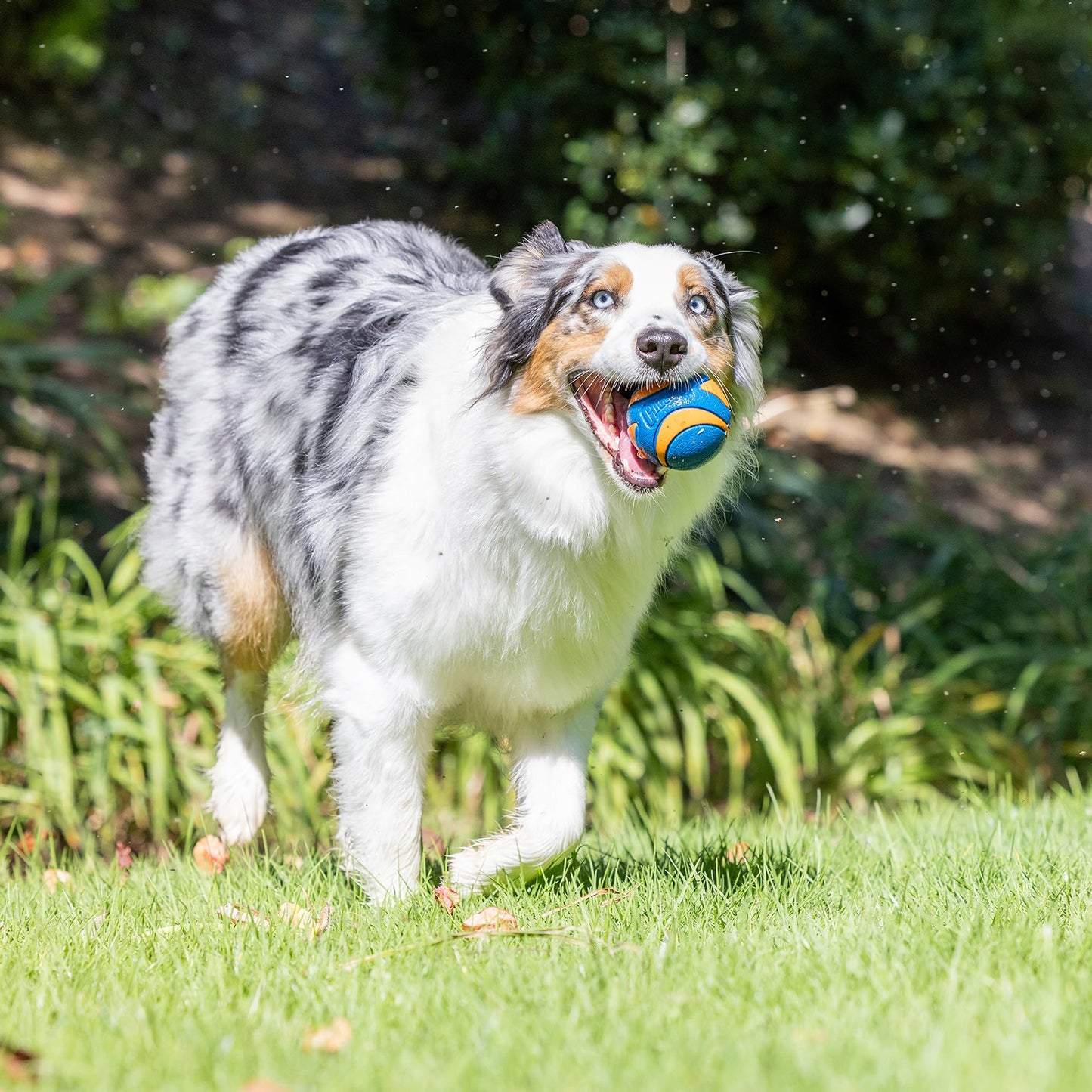 Chuckit! Ultra Ball Dog Toy - Medium Bouncy Fetch Balls For Dogs 20-60 lbs - Made from Durable Rubber - Floating Water Pet Toys - Size Medium - 2.5-inch Diameter - Pack of 2