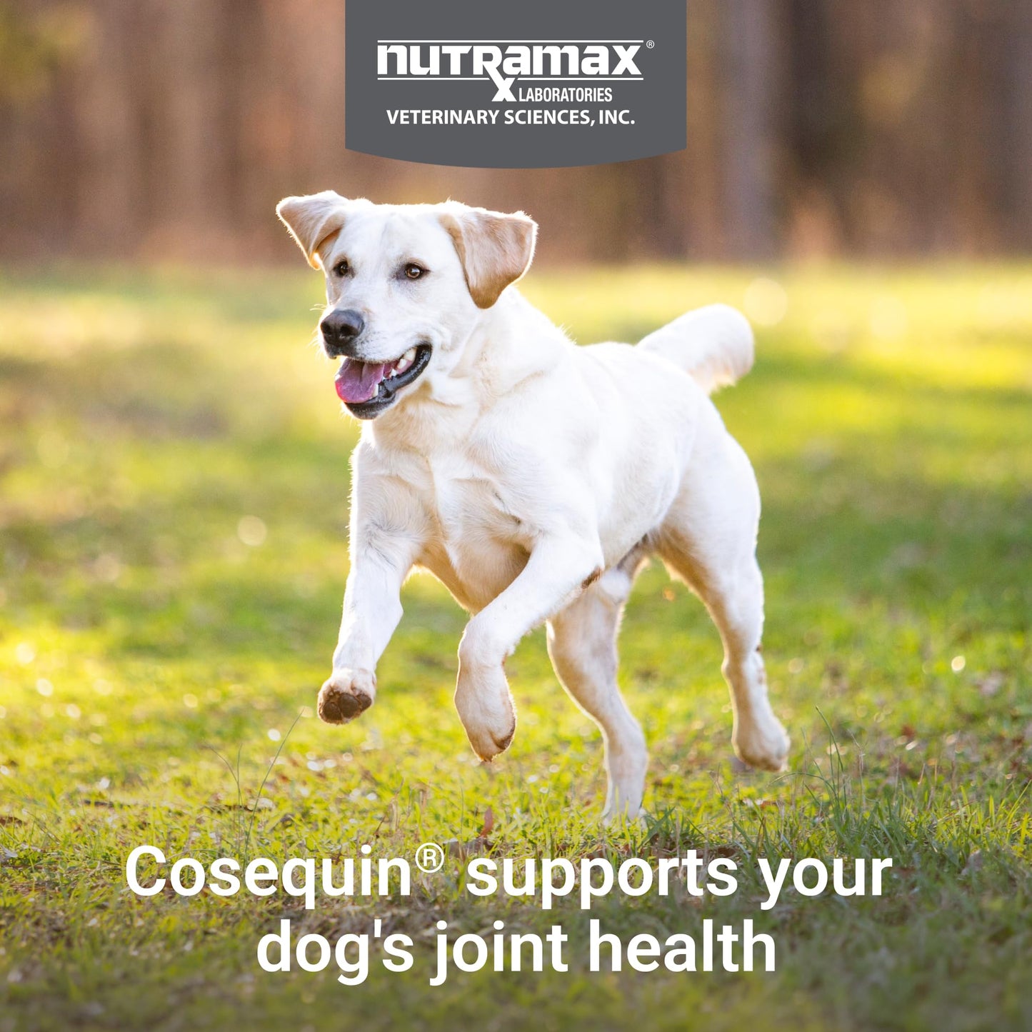Nutramax Cosequin for Dogs Joint Health Supplement, Contains Glucosamine for Dogs, Plus Chondroitin and MSM, Supports Healthy Joints, For All Breeds and Sizes, Chewable Tablets, 132 Count