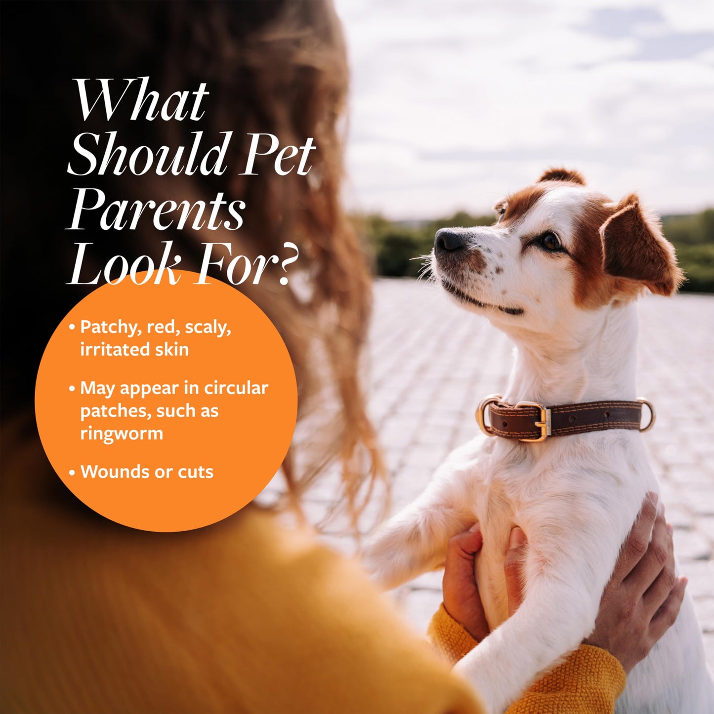 Veterinary Formula Clinical Care Antiseptic and Antifungal Medicated Shampoo for Dogs & Cats, 16 Fl Oz – Helps Alleviate Scaly, Greasy, red Skin – Paraben, Dye, Soap-Free (1 Pack)