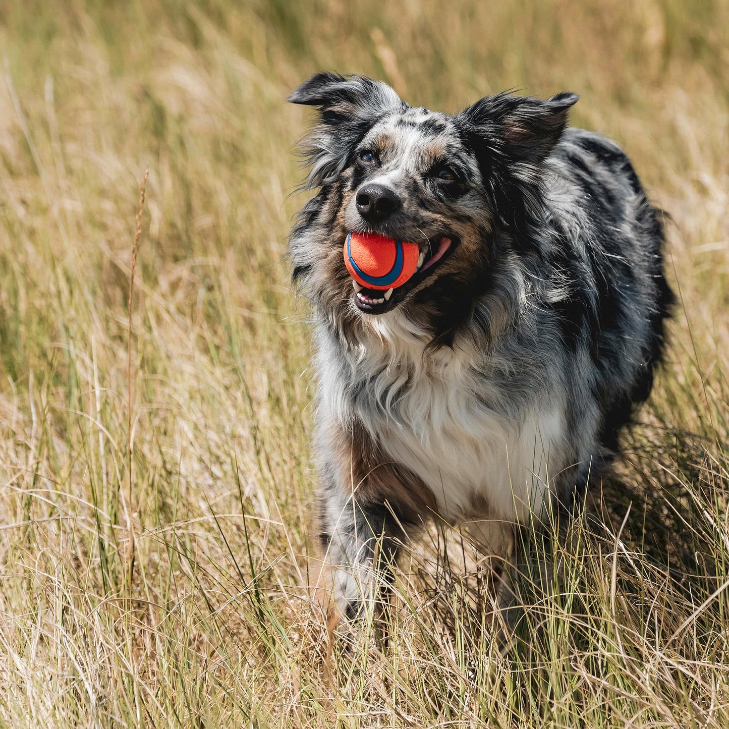 Chuckit! Ultra Ball Dog Toy - Medium Bouncy Fetch Balls For Dogs 20-60 lbs - Made from Durable Rubber - Floating Water Pet Toys - Size Medium - 2.5-inch Diameter - Pack of 2
